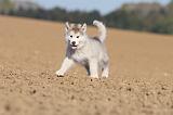 ALASKAN MALAMUTE 194